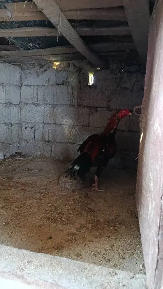 خروس لاری نوک طوطی|پرنده|سیاهکل, |دیوار