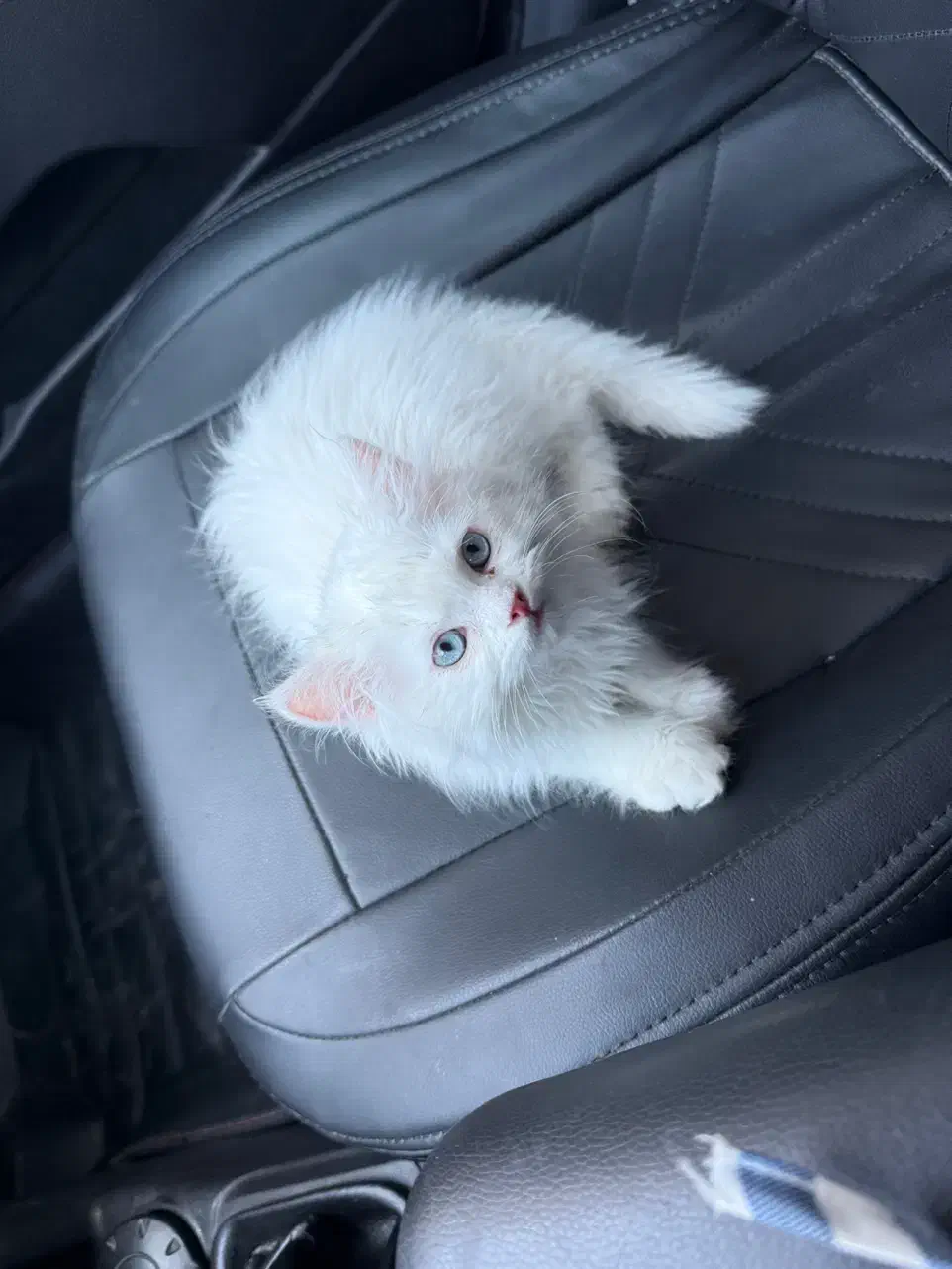 گربه پرشین نر|گربه|ماکو, |دیوار