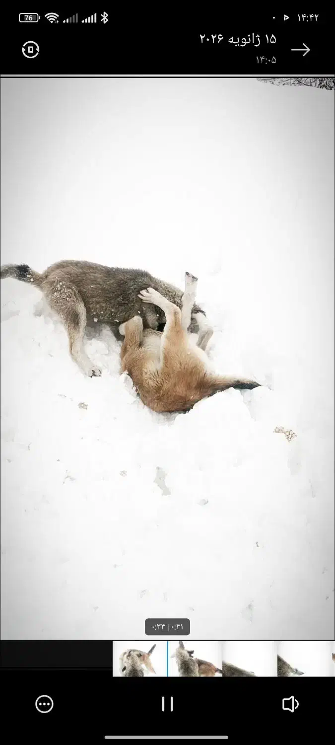 واگذاری توله دورگ|سگ|مریوان, |دیوار