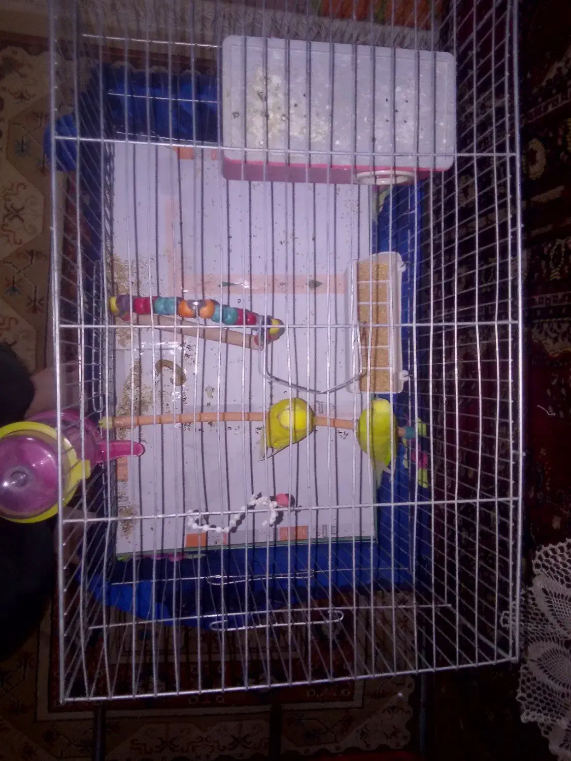 مرغ عشق نر و ماده|پرنده|سراب, |دیوار