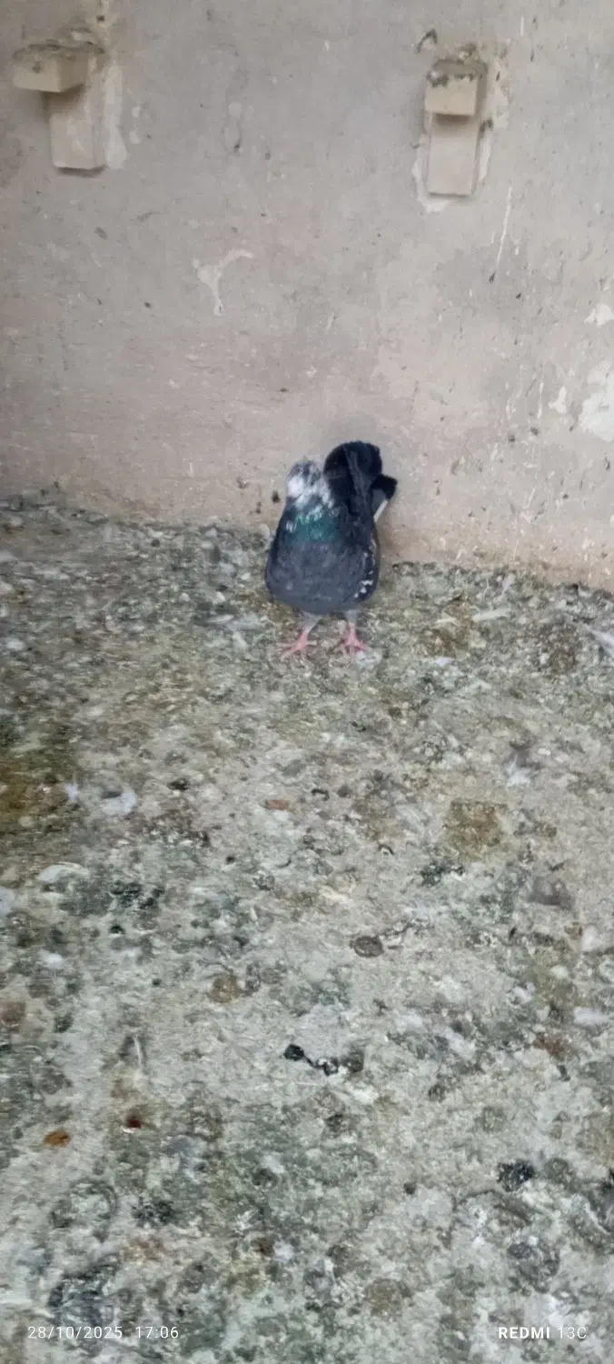 فروش ۲عددسینه ماده ۱عددقهوه ای دورگ ماده با۲تاکوهک|پرنده|فسا, |دیوار