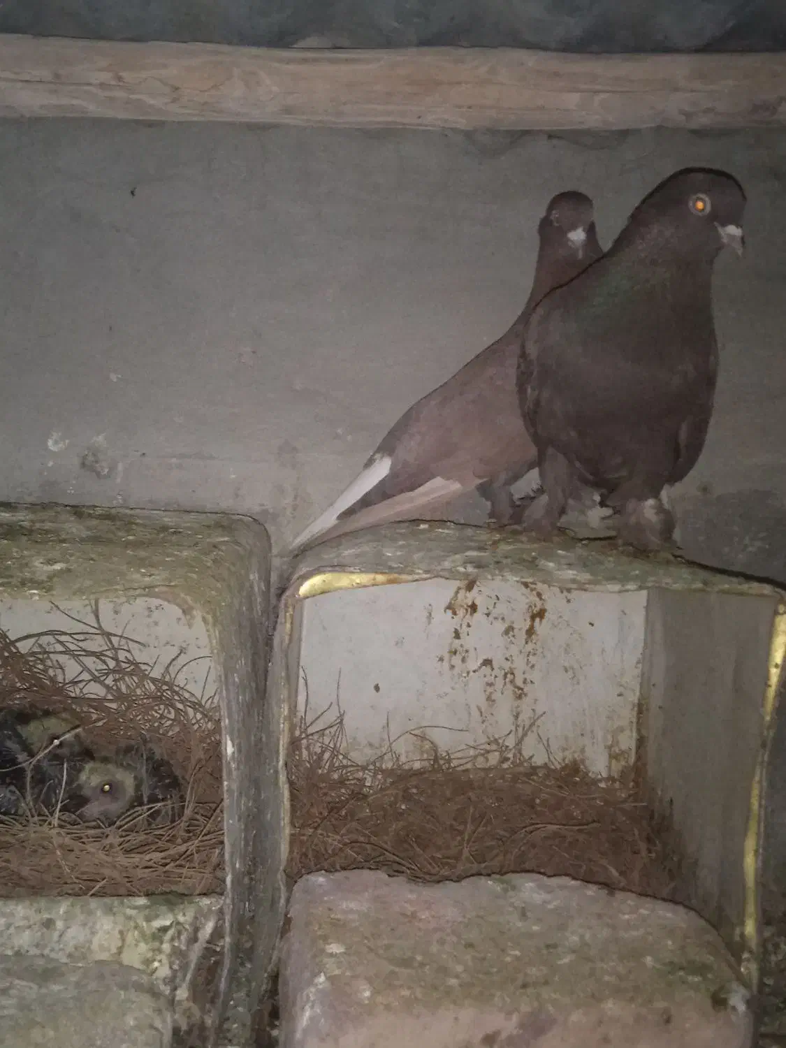 نرماده|پرنده|کرمان, |دیوار