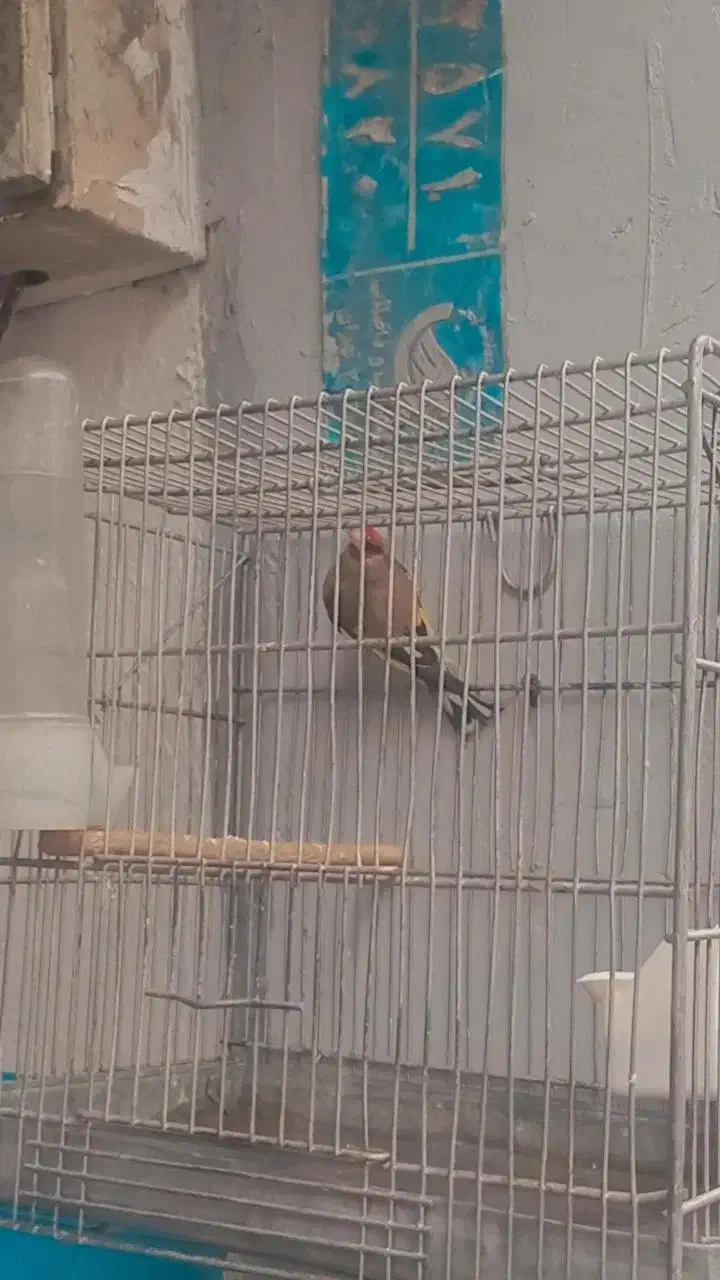 سهره نر قرص بخون|پرنده|تهران, تهرانپارس غربی|دیوار