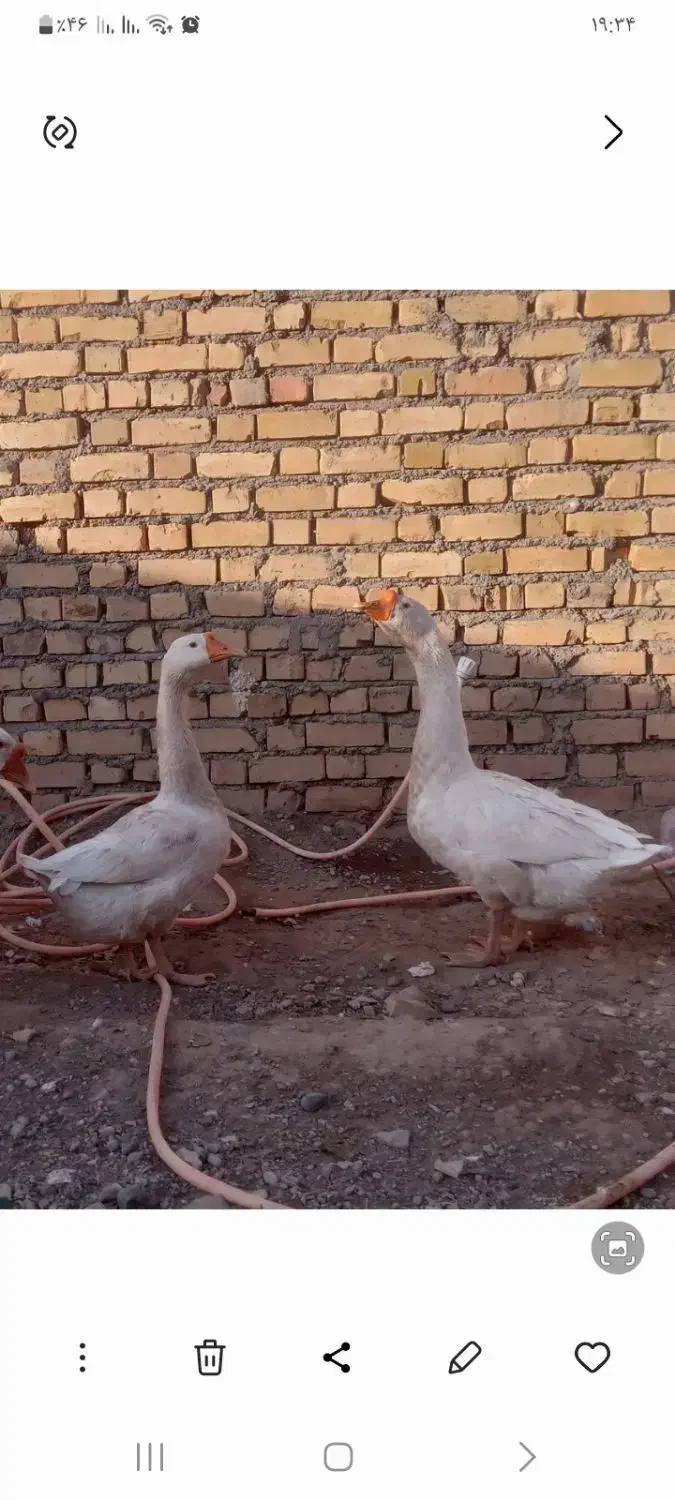 قوغاز اکراینی لیندا|حیوانات مزرعه|نیشابور, خیام|دیوار