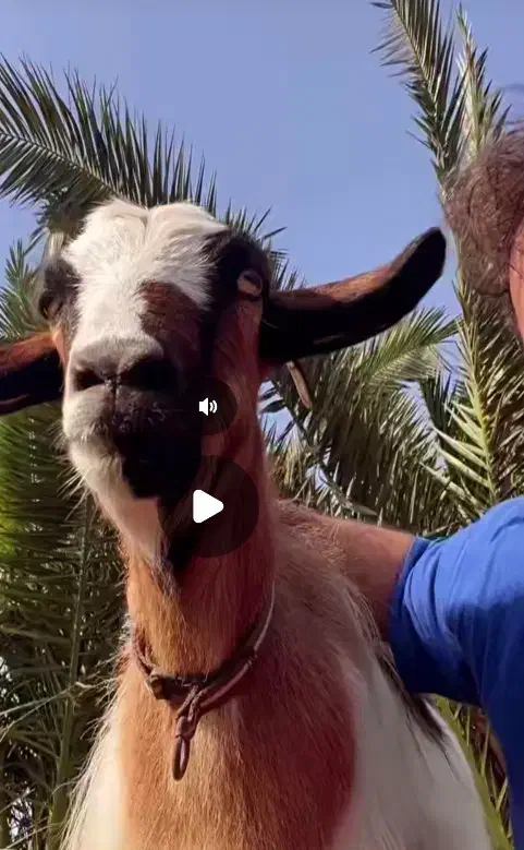 گمشده مژده گونی بز ماده|حیوانات|فریدونکنار, |دیوار