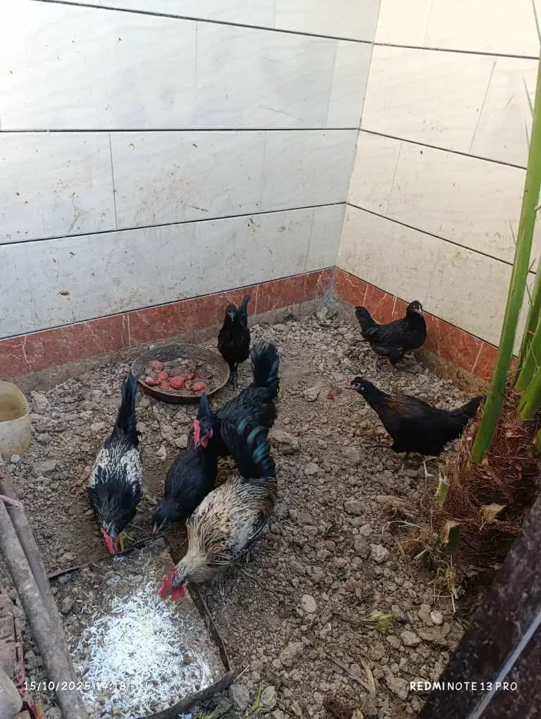 مرغ خروس|حیوانات مزرعه|بندر امام خمینی, |دیوار