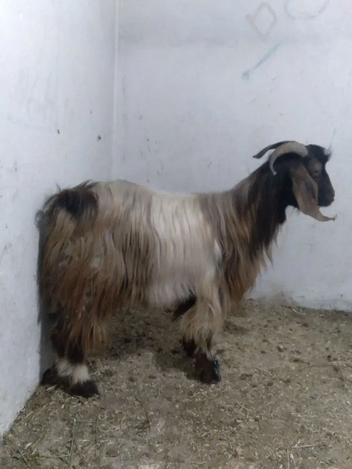 ده عدد بزشیری|حیوانات مزرعه|ملایر, |دیوار