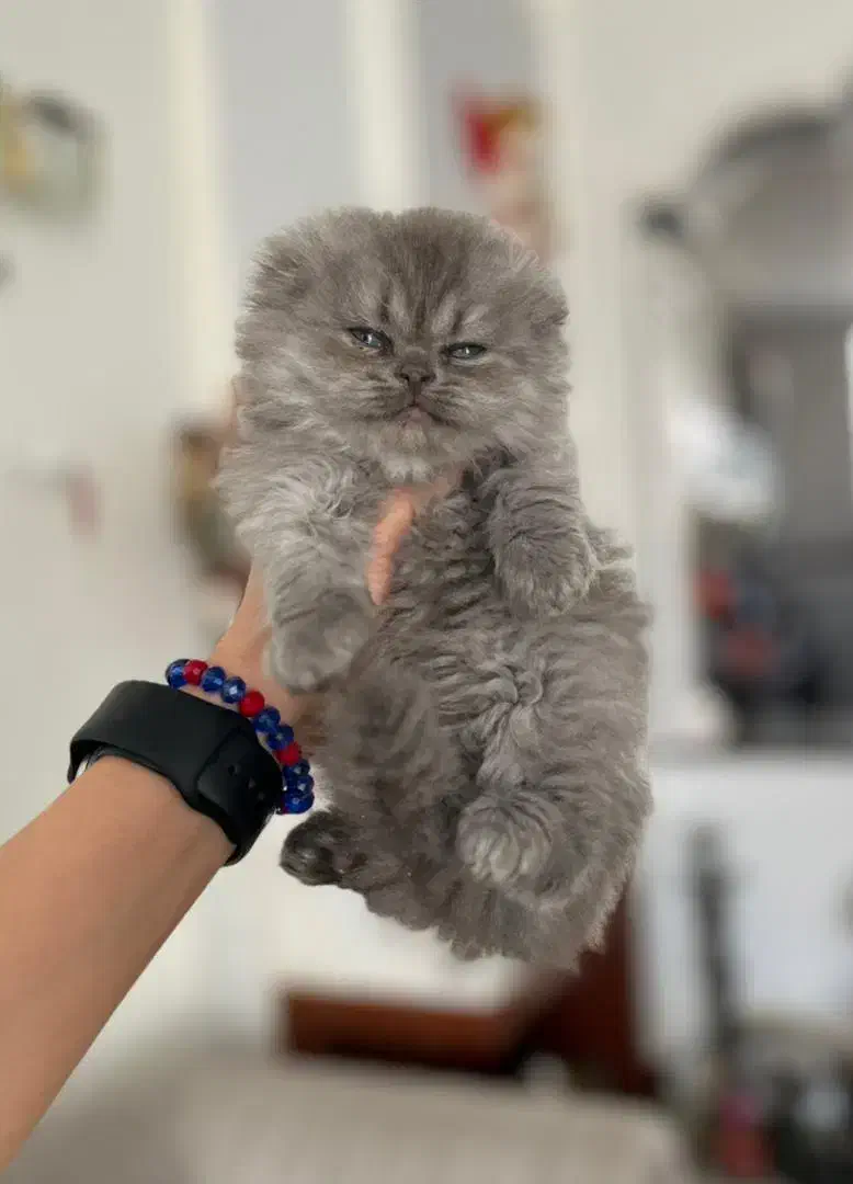 واگذاری گربه اسکاتیش لانگ هیر|گربه|شیراز, معالی‌آباد|دیوار