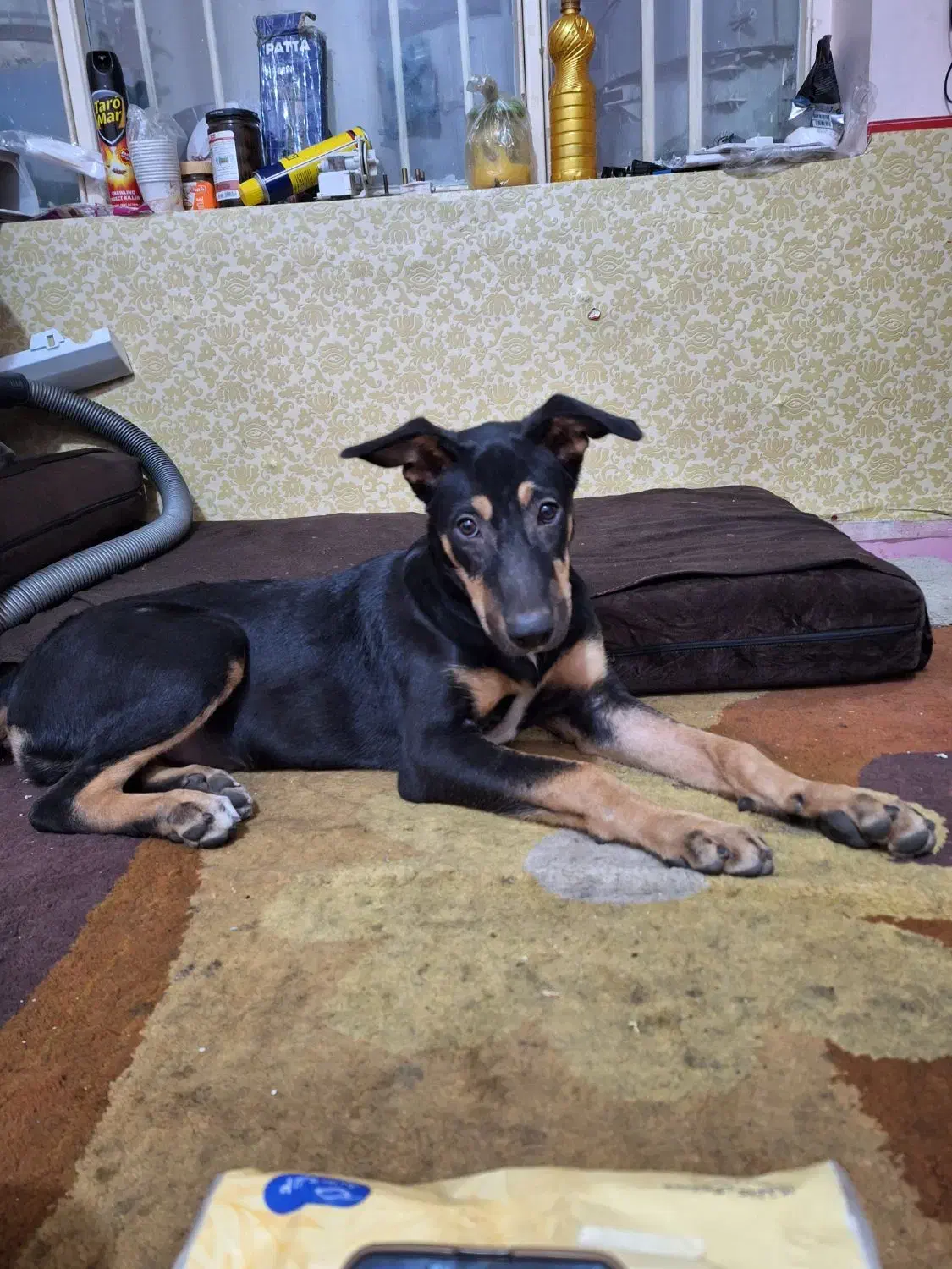 گمشده|حیوانات|اهواز, آریاشهر|دیوار