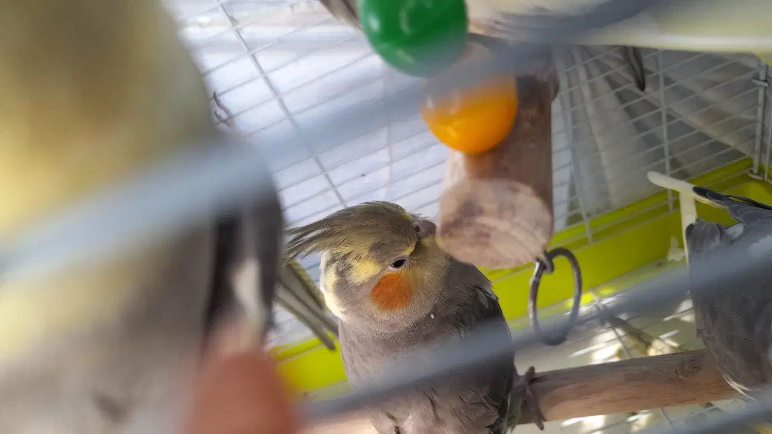 عروس هلندی|پرنده|قدس, شهرقدس|دیوار