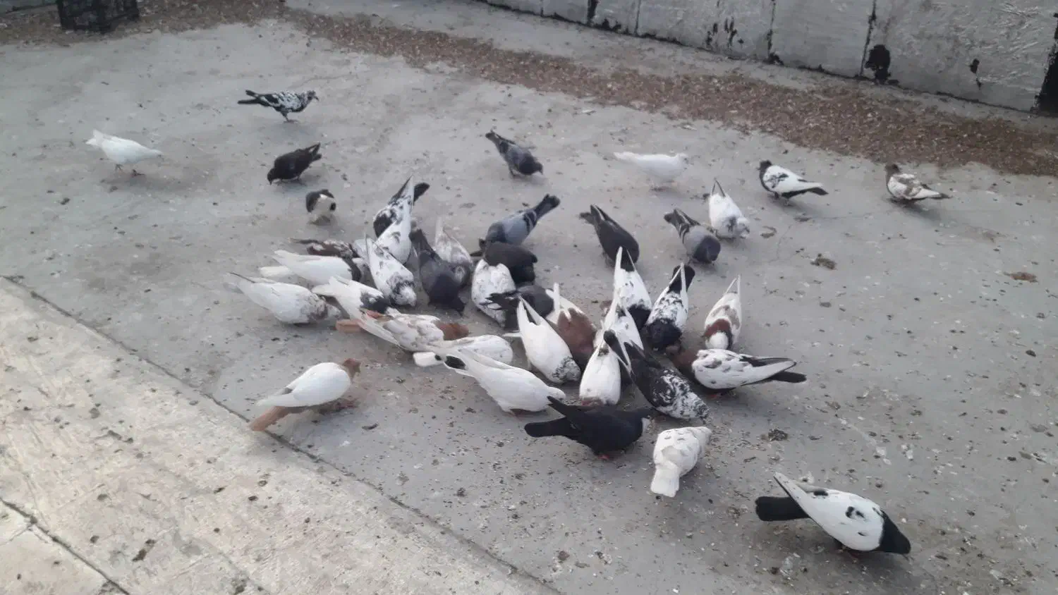 کبوتر سینه وتک پر وطوقی|پرنده|فاضل آباد, |دیوار