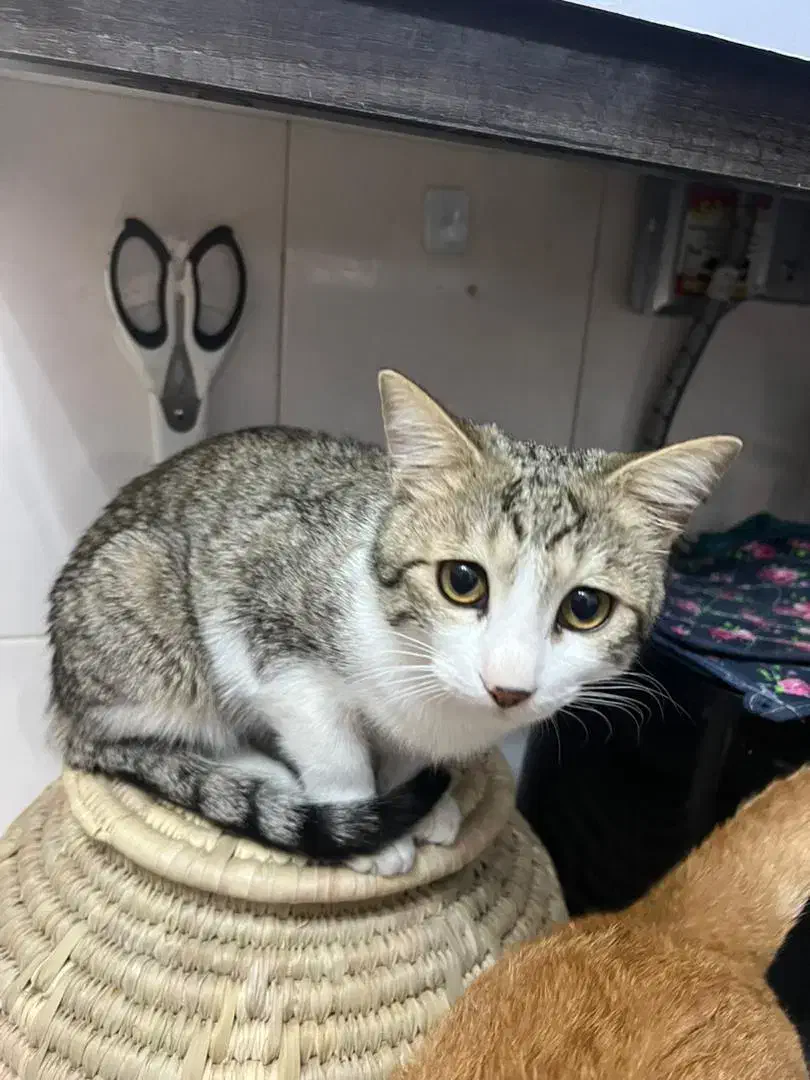 گربه DSH|گربه|اهواز, کیانشهر|دیوار