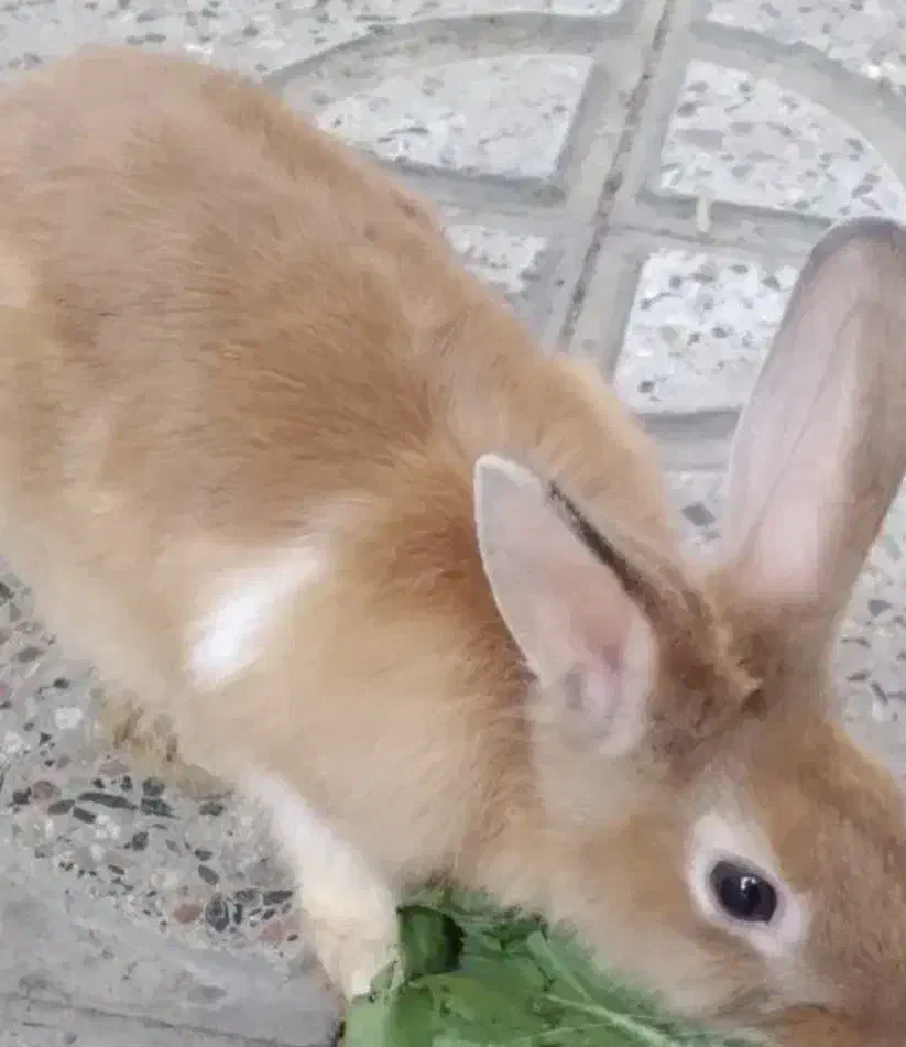 خرگوش|موش و خرگوش|ارومیه, |دیوار