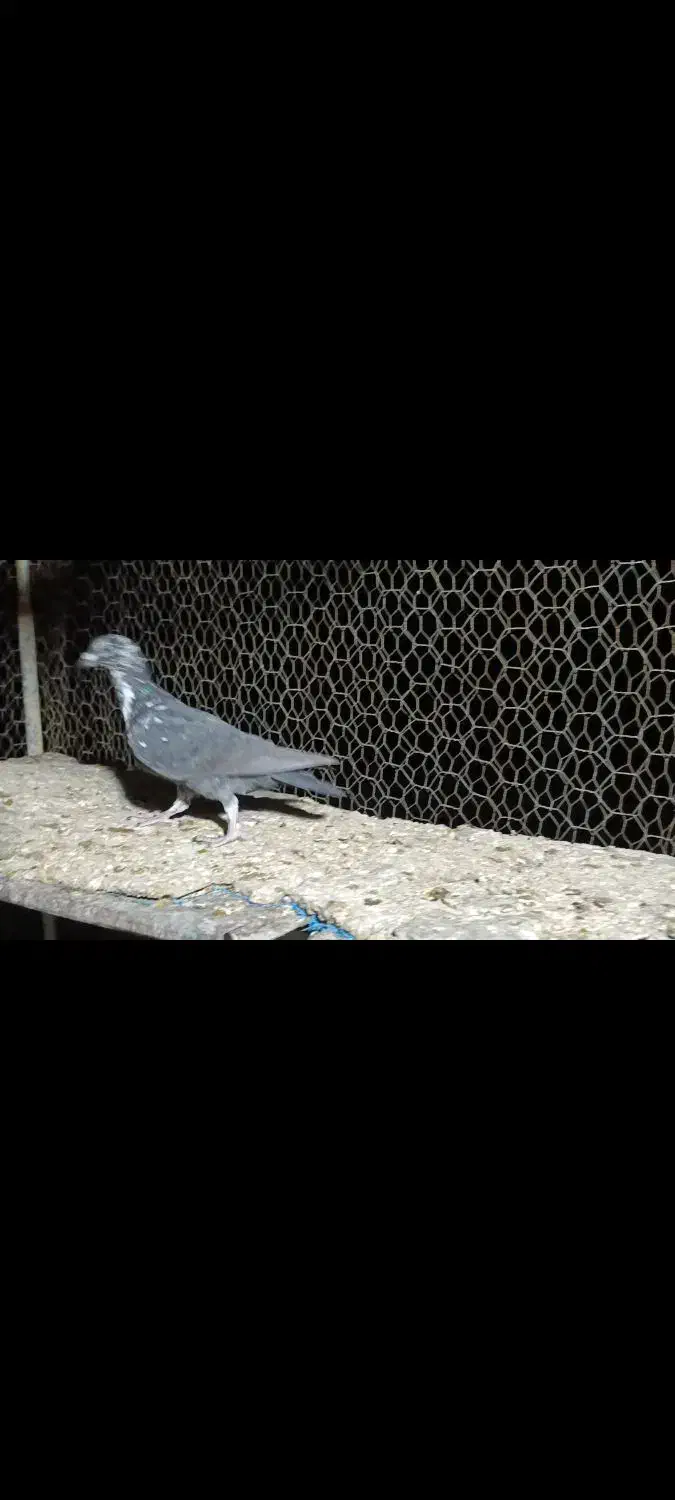 کبوتر سینه سفید|پرنده|جویم, |دیوار