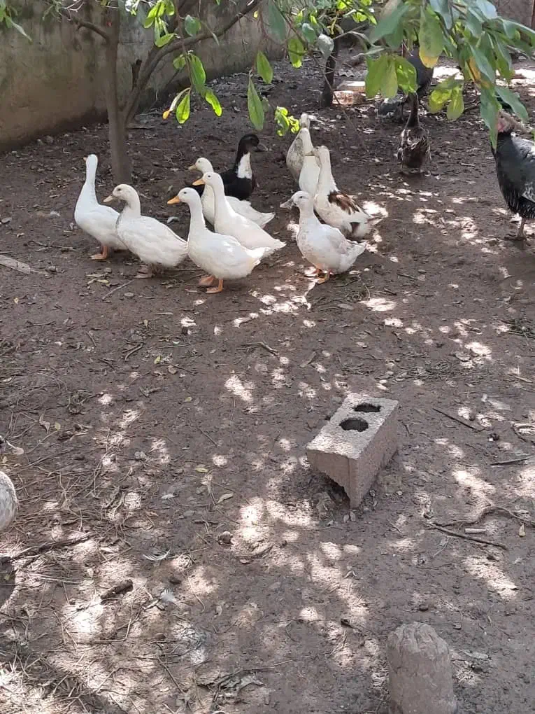 اردک مگ مگی|حیوانات مزرعه|قائمشهر, |دیوار