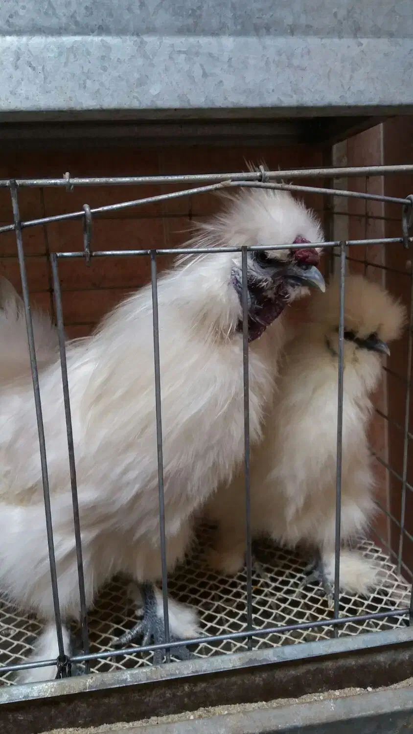 تخم نطفه دار مرغ خروس ابریشمی سفید|حیوانات مزرعه|رفسنجان, |دیوار