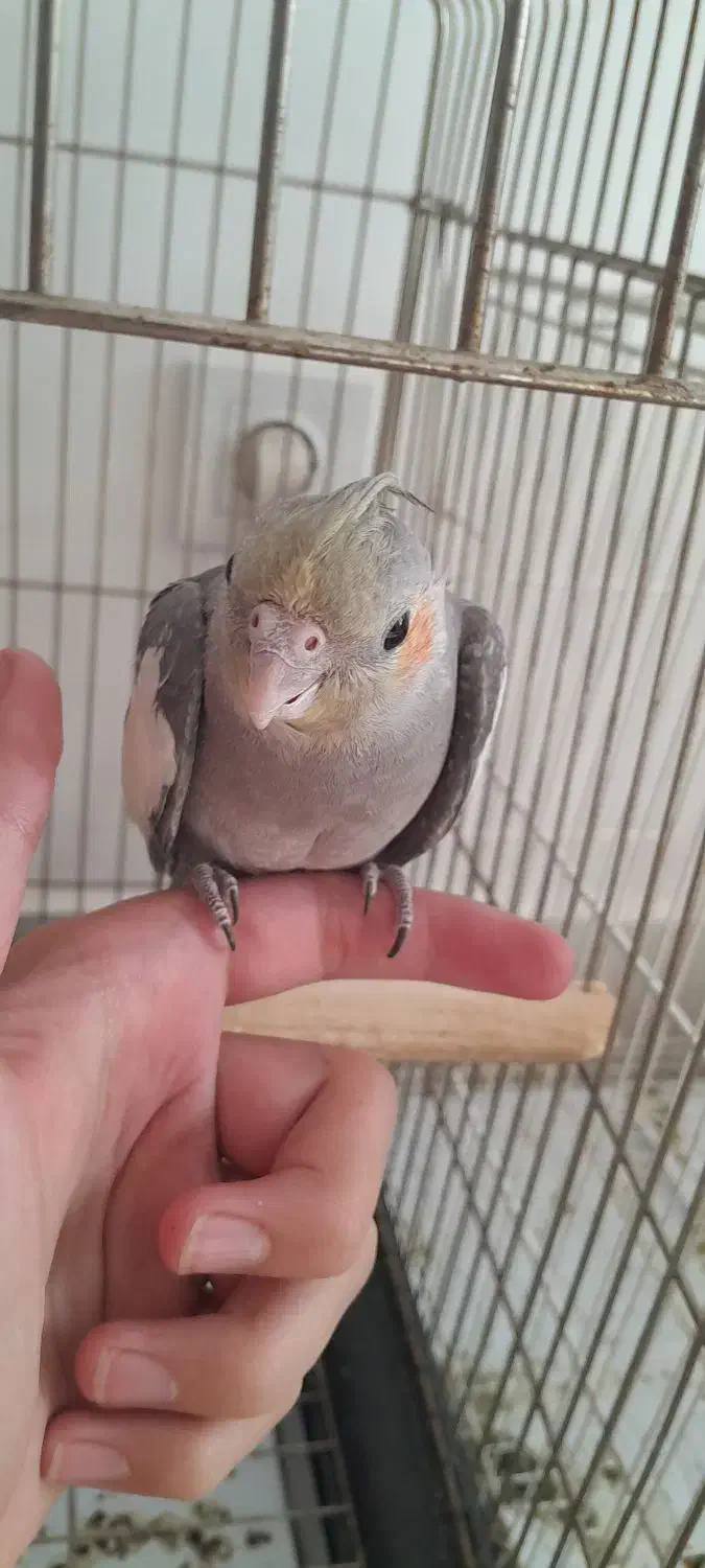 عروس هلندی ۴ماهه دستی|پرنده|بجنورد, |دیوار