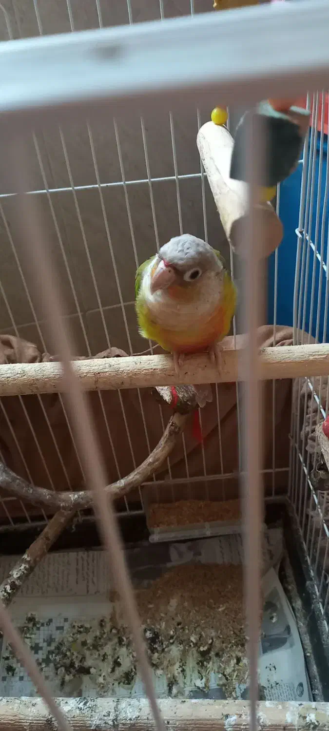 عروس هلندی وگرینچیک|پرنده|شفت, |دیوار