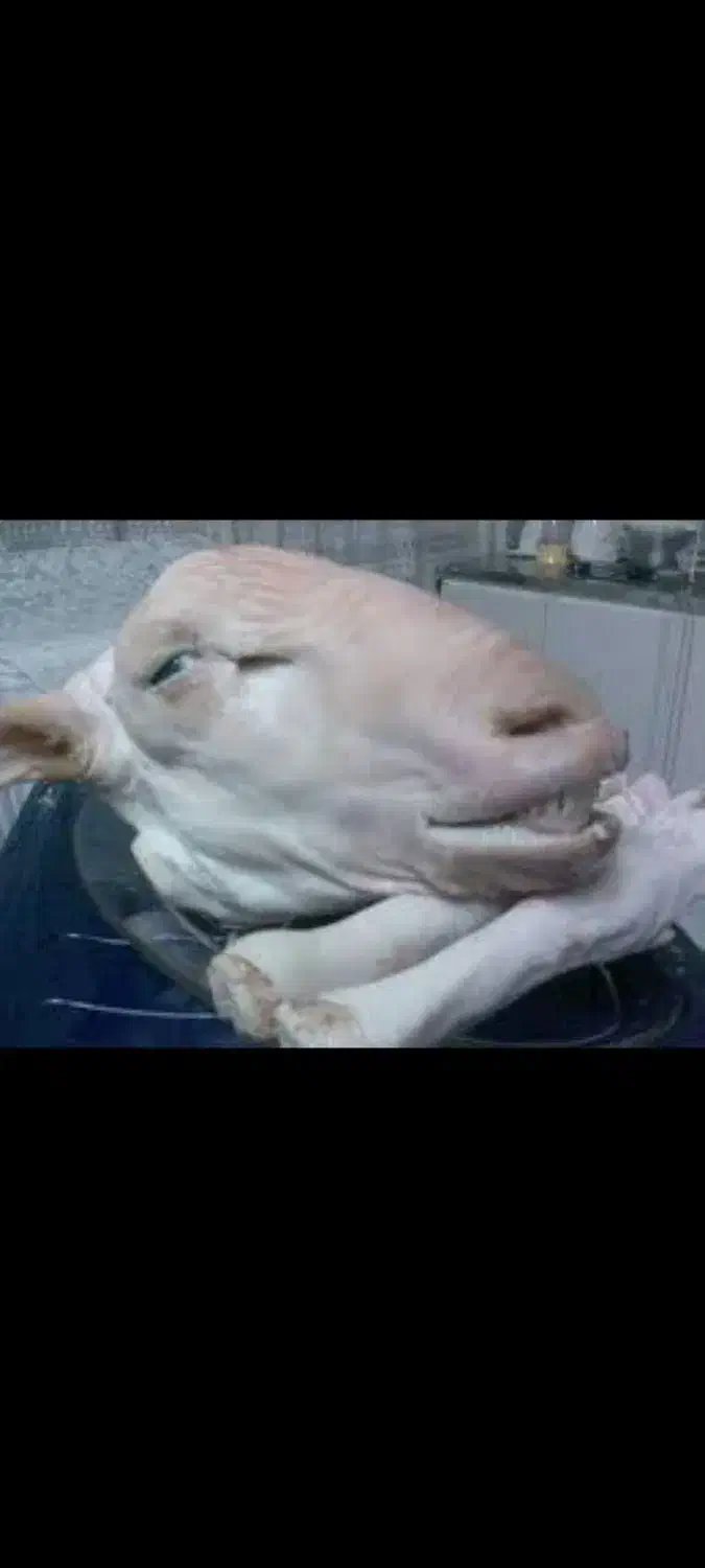 تمیز کردن کله پاچه|خدمات نظافت|خرم‌آباد, |دیوار