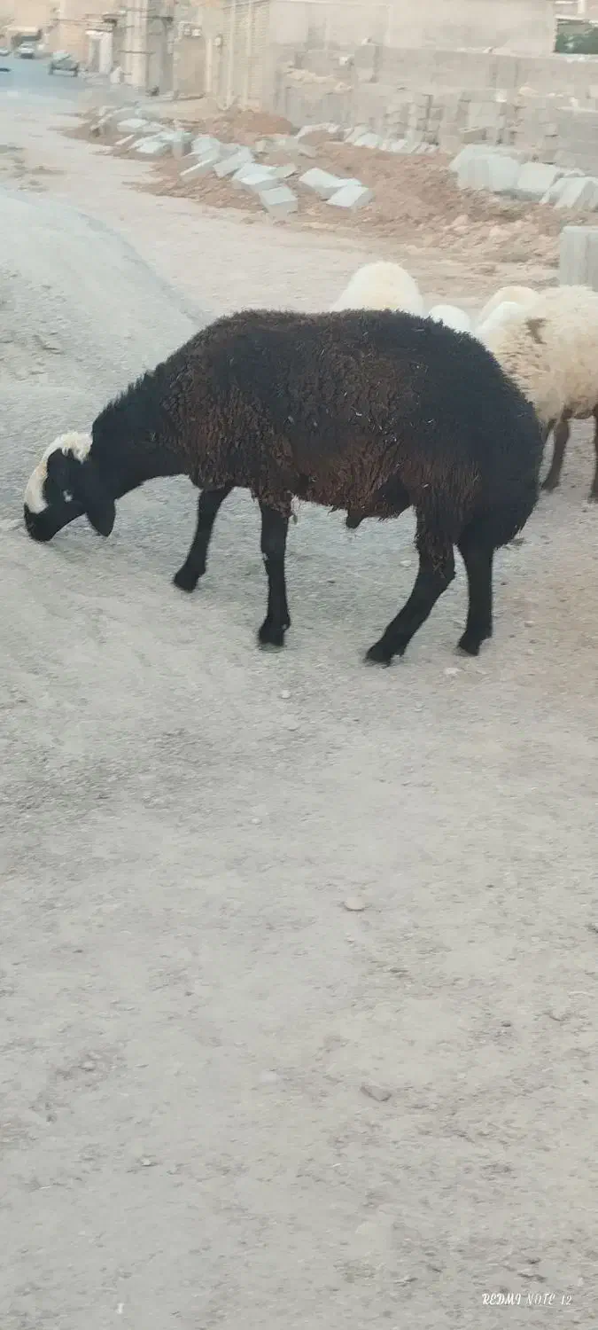 بره قوچ|حیوانات مزرعه|سیروان, |دیوار