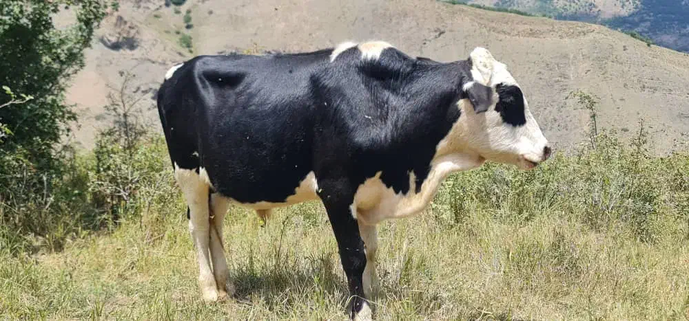 فروش دام|حیوانات مزرعه|مرزن‌آباد, |دیوار