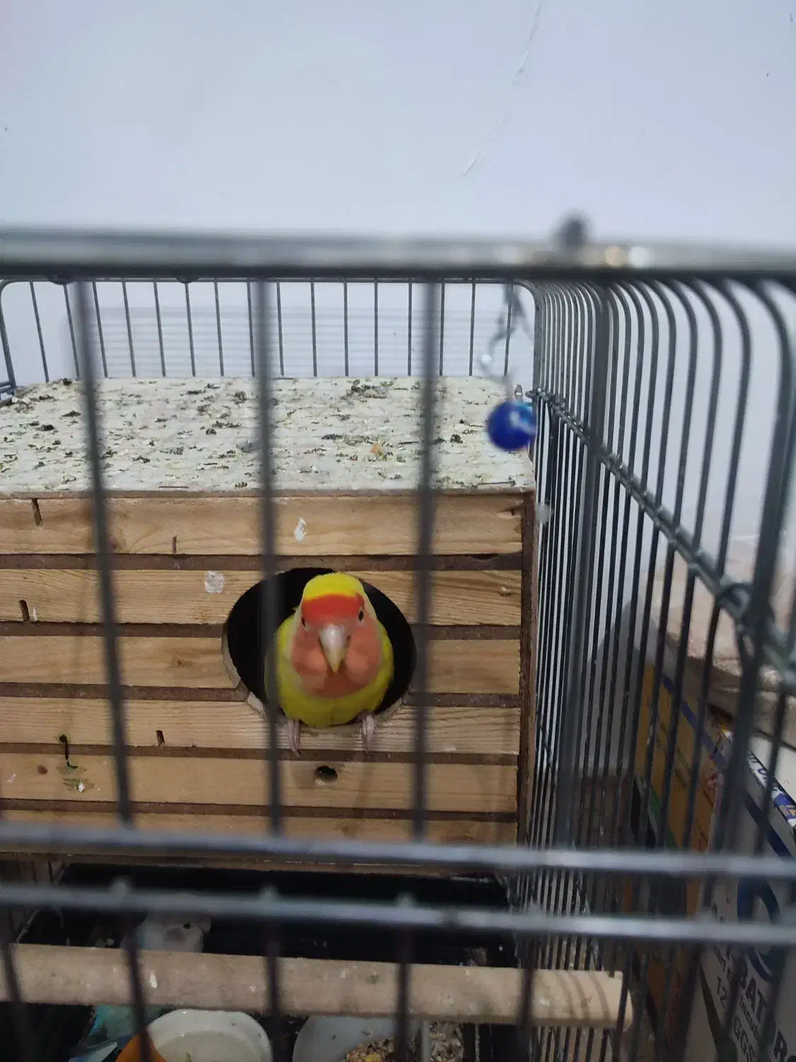 دو تا طوطی برزیلی|پرنده|کهریزک, |دیوار