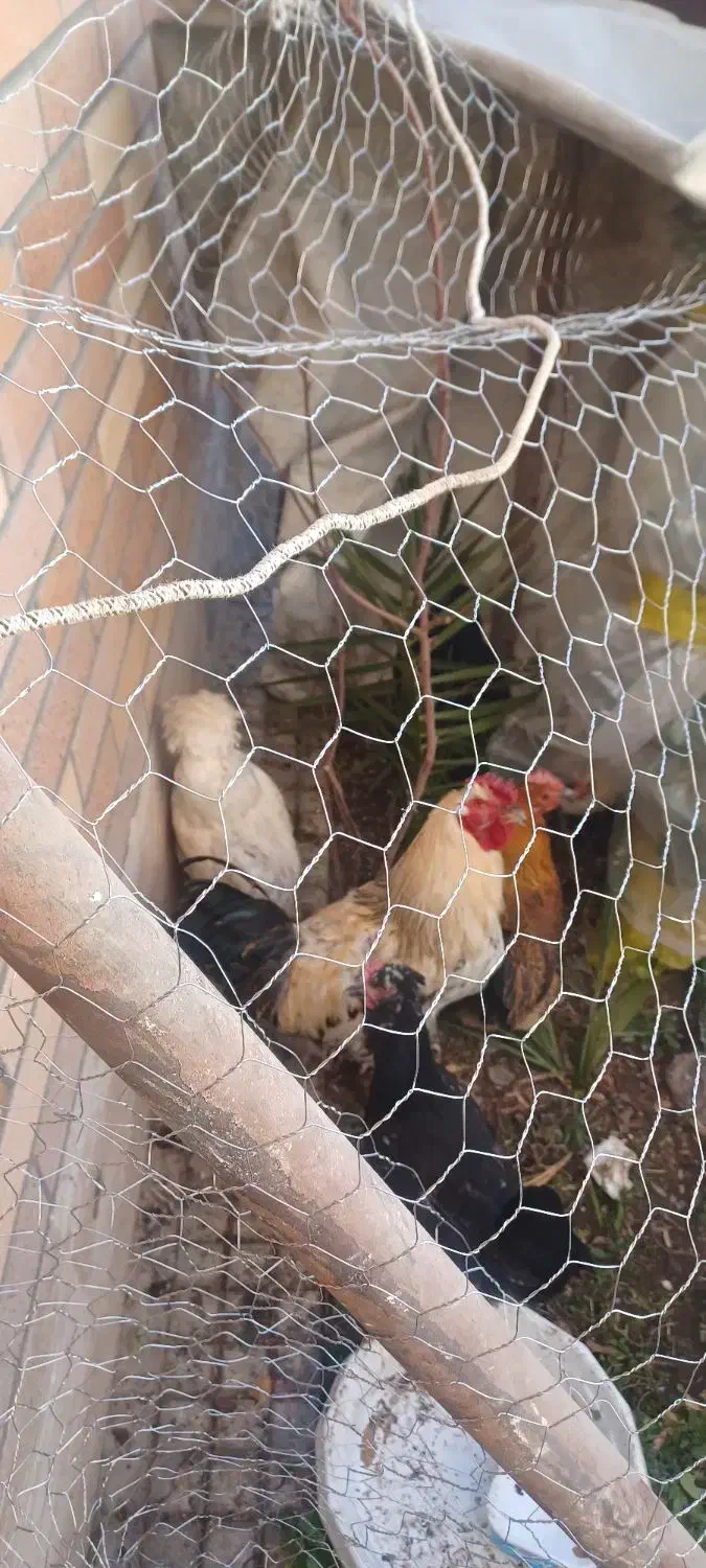 مرغ و خروس|حیوانات مزرعه|فولادشهر, C1|دیوار