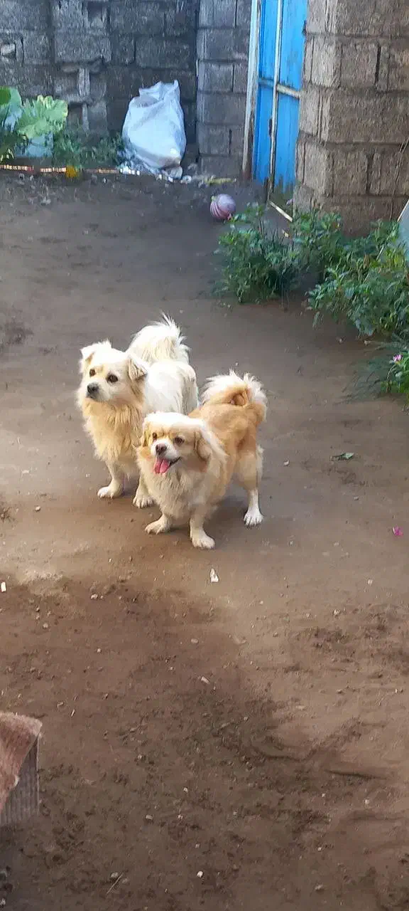 سگ سفید نر و سگ قهوه ای ماده|سگ|کیاشهر, |دیوار