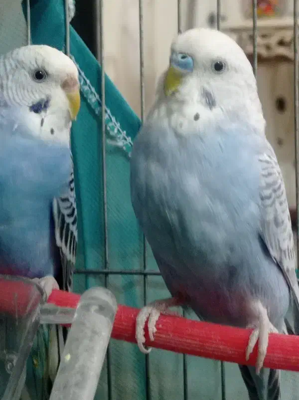 مرغ عشق|پرنده|تهران, هفده شهریور|دیوار