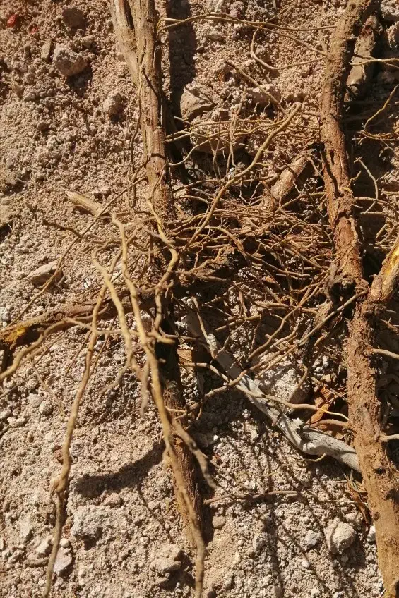 نهال زرشک پریشه|خدمات باغبانی و درختکاری|بیرجند, |دیوار