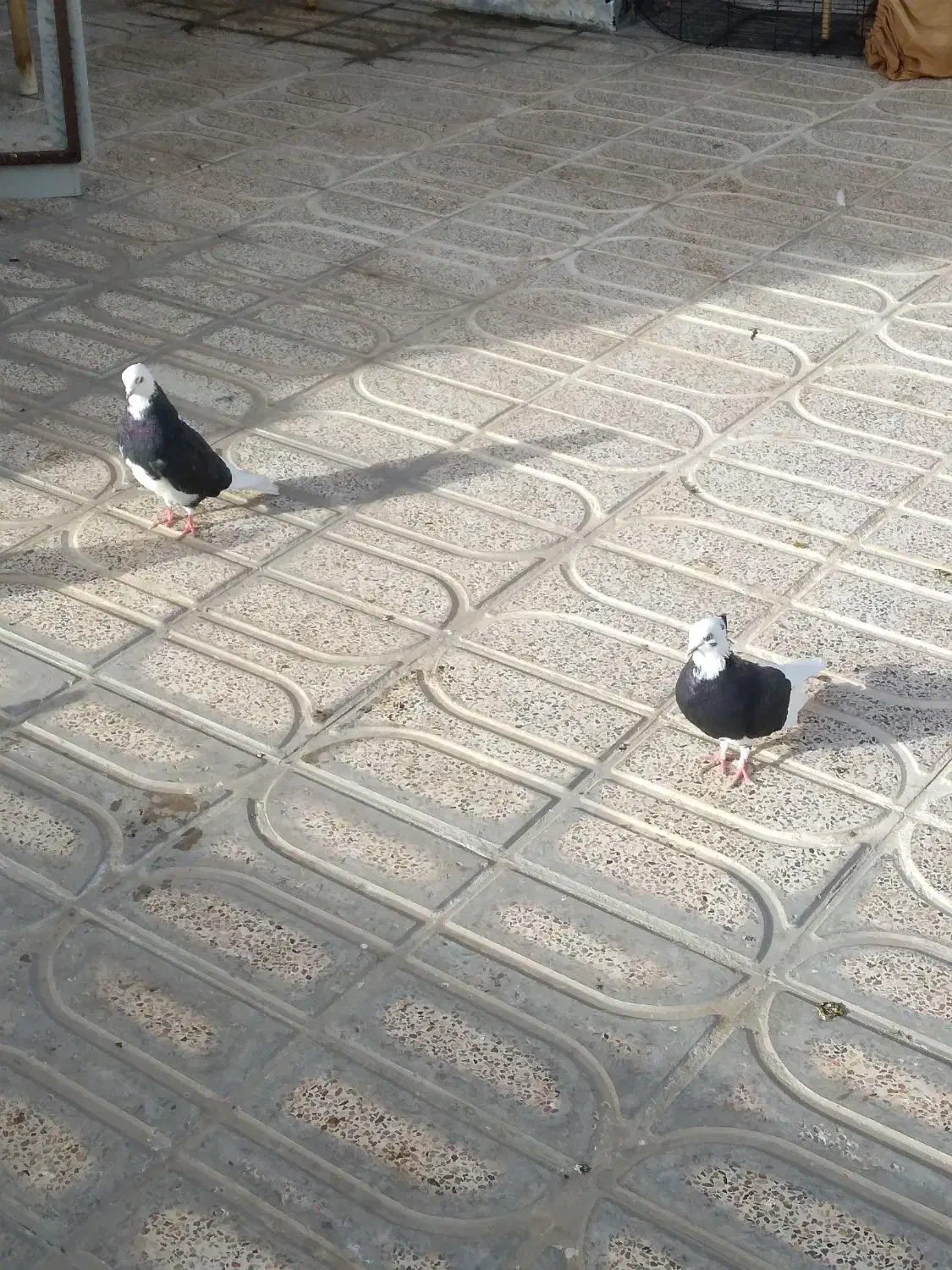 یه ۱۰تا۱۲ کفتر خوب رنگی هوای زیر قیمت معاوضه|پرنده|محمدشهر, محمدشهر|دیوار