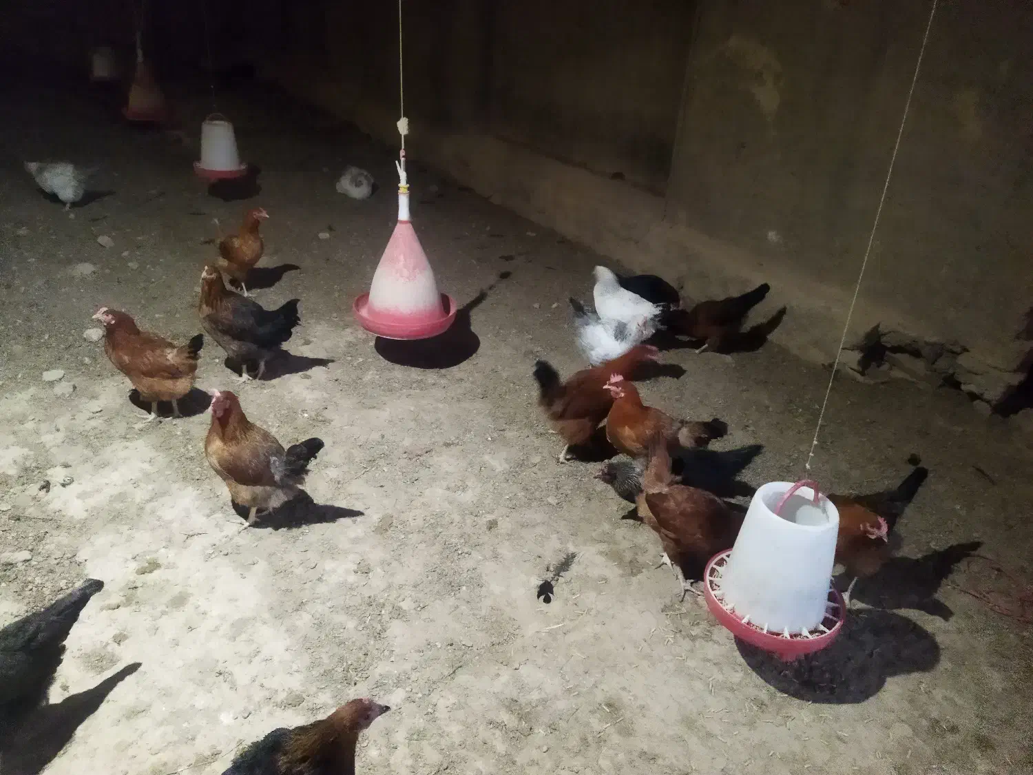 مرغ محلی تخمگذار ضمانتی|حیوانات مزرعه|فامنین, |دیوار