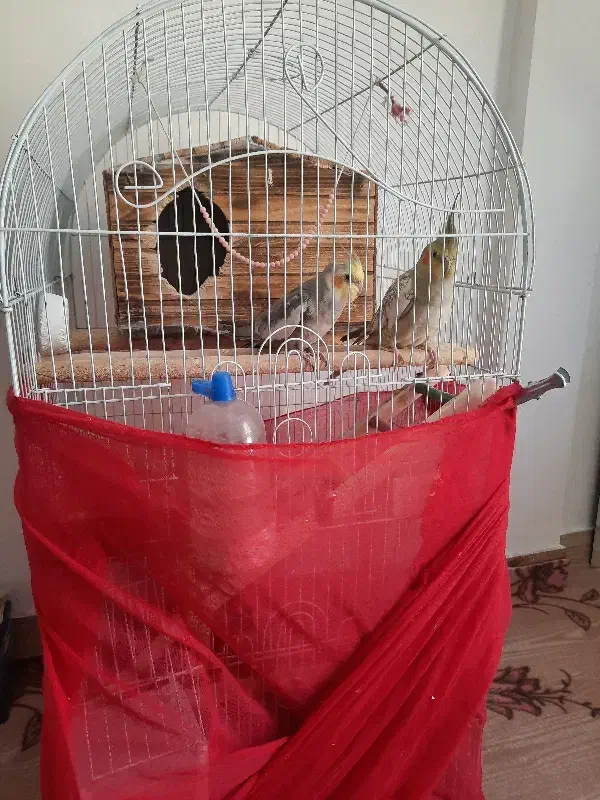 عروس هلندی|پرنده|رباطکریم, شترخوار|دیوار