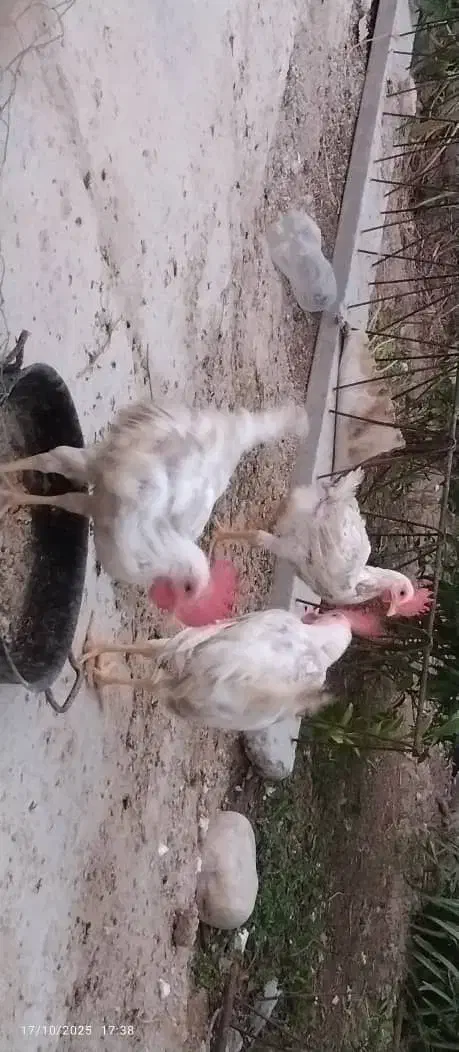 خروس|حیوانات مزرعه|خورموج, |دیوار