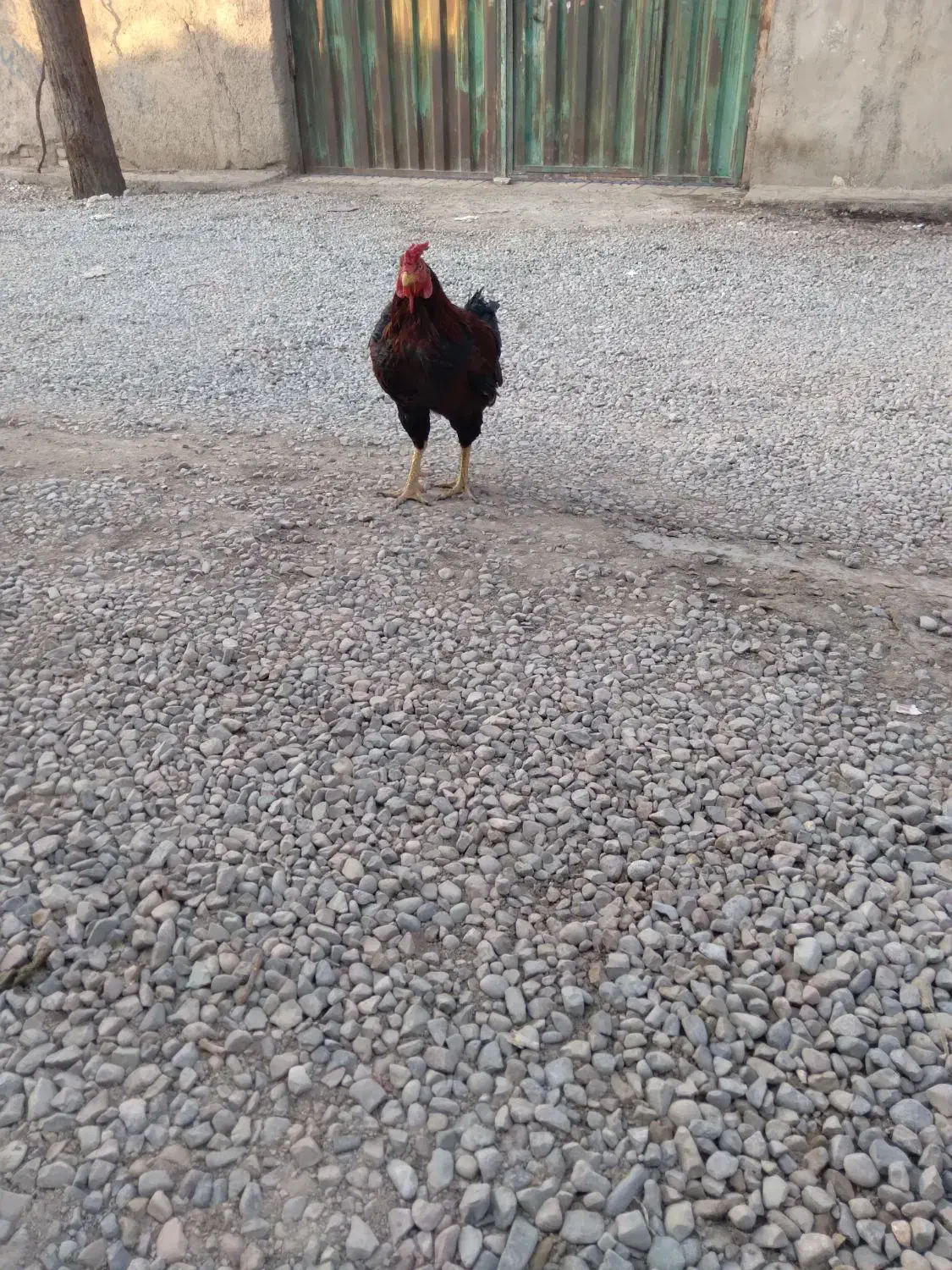 خروس لاری|حیوانات مزرعه|پاکدشت, پاکدشت (مامازند)|دیوار