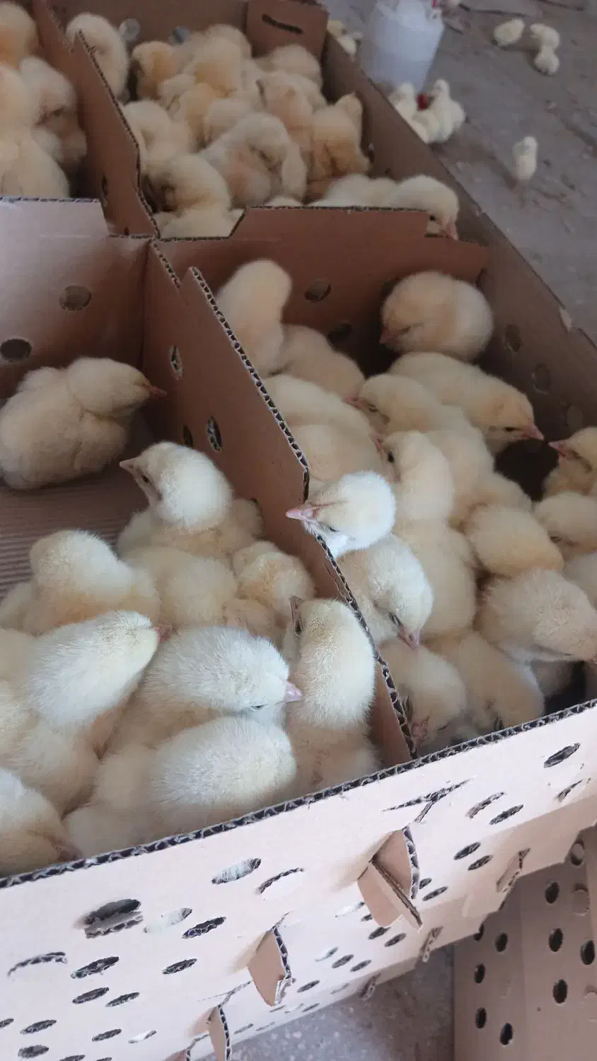 جوجه رنگی شب عید|حیوانات مزرعه|قم, شهرک توانیر|دیوار