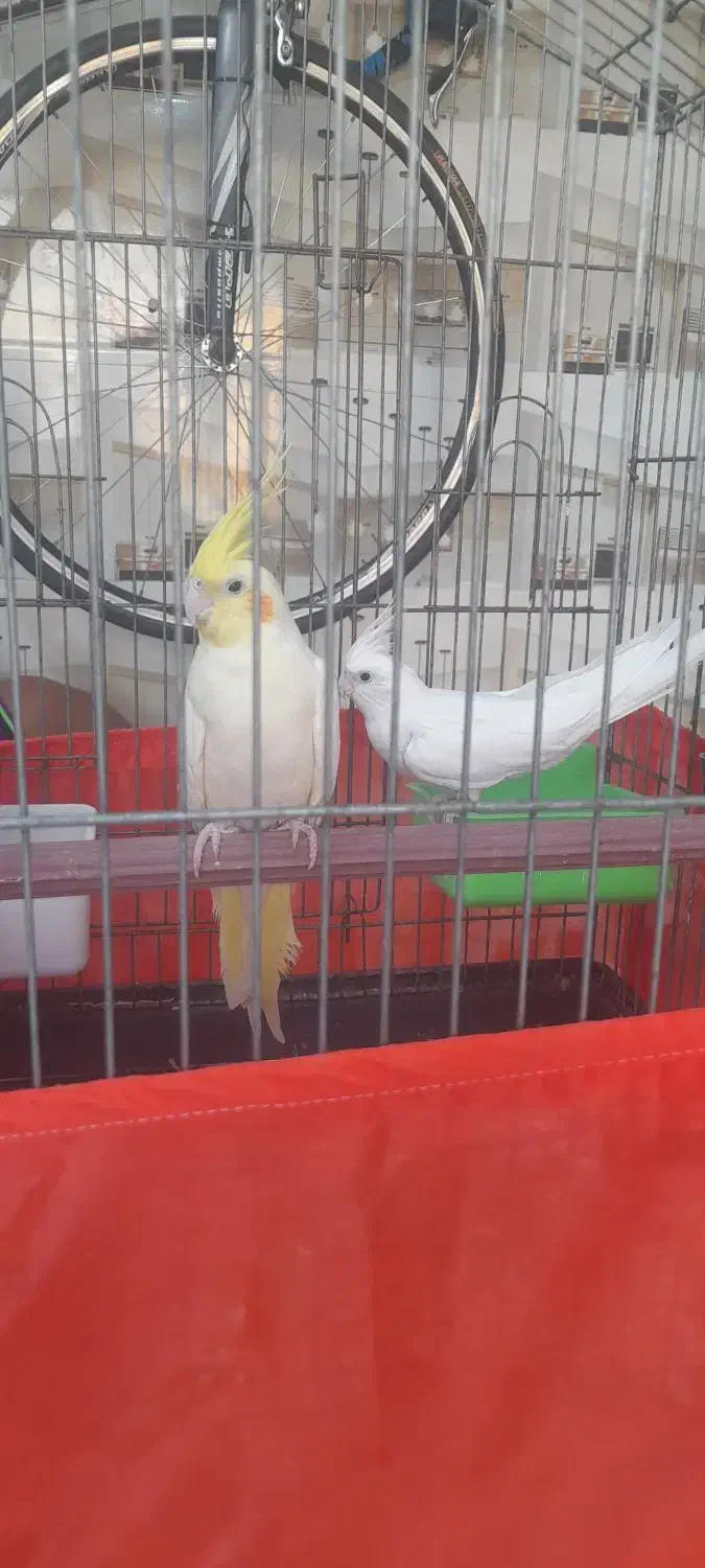 کبوتر پاکستانی|پرنده|بندرعباس, |دیوار