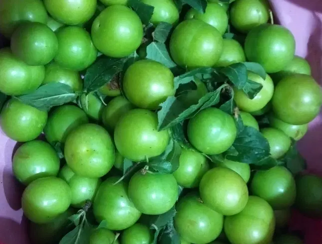 گوجه سبز|خوردنی و آشامیدنی|ماسال, |دیوار
