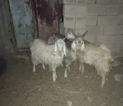 کهره نر|حیوانات مزرعه|حنا, |دیوار