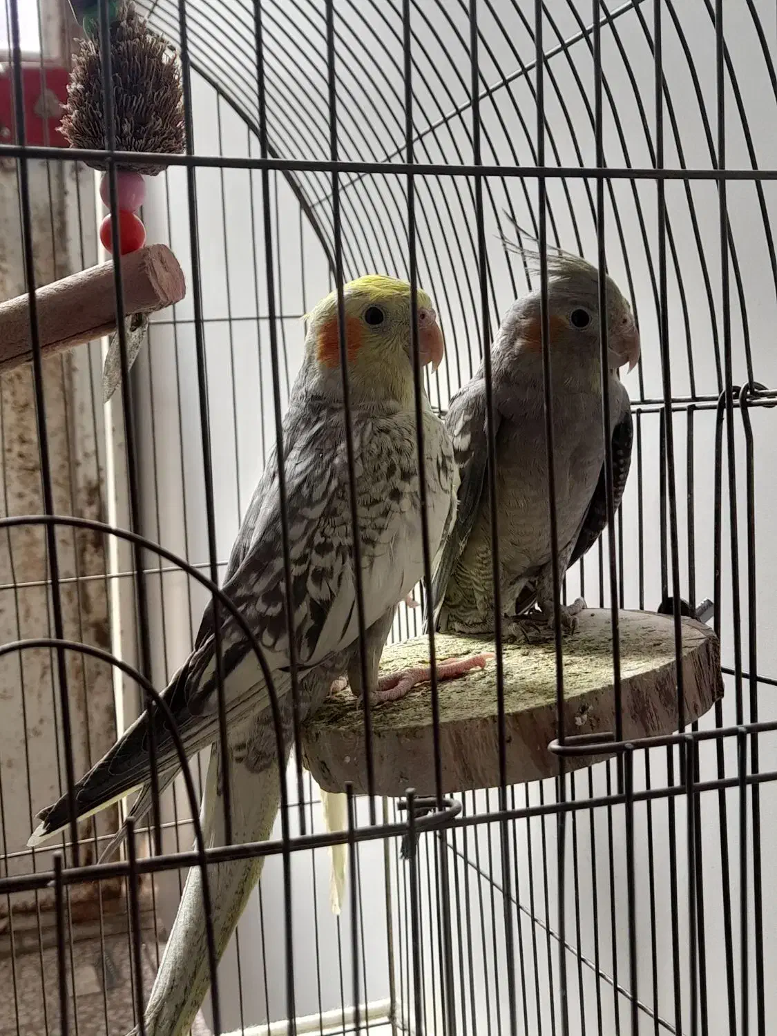 عروس هلندی|پرنده|قم, باغ شریفی|دیوار