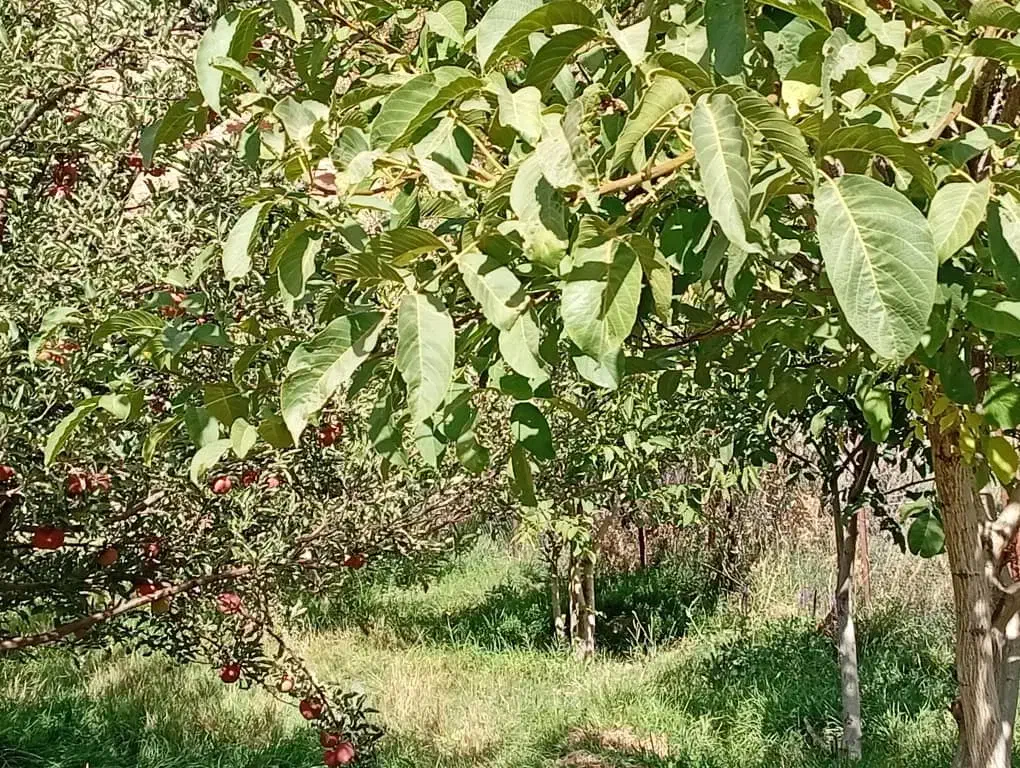 فروش باغ ۳۰۰۰ متری زیبا و پربار در نزدیکی فیروزکوه|فروش دفتر صنعتی، کشاورزی، تجاری|فیروزکوه, |دیوار