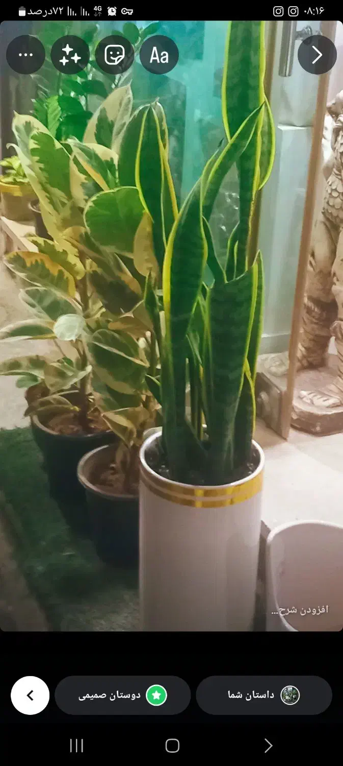 پایه گلدون ۶تای|گل و گیاه طبیعی|ورامین, ورامین|دیوار