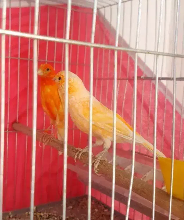 قناری دو|پرنده|مبارکه, |دیوار