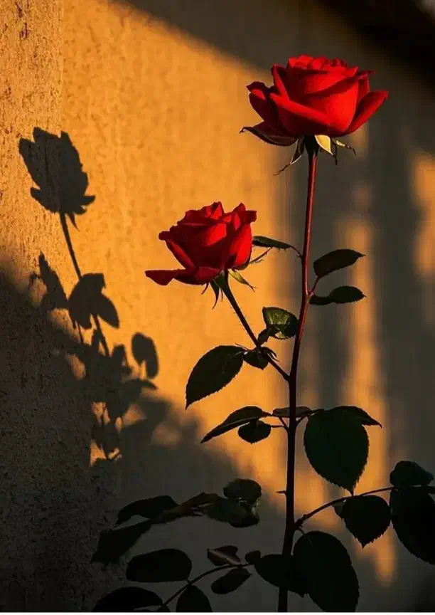 ضامن برای وام ازدواج|خدمات مالی، حسابداری، بیمه|اندیمشک, |دیوار