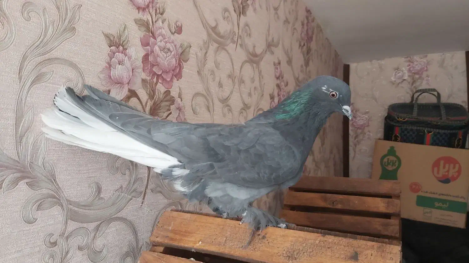 کبوتر پر (۵عدد)|پرنده|شهرکرد, |دیوار