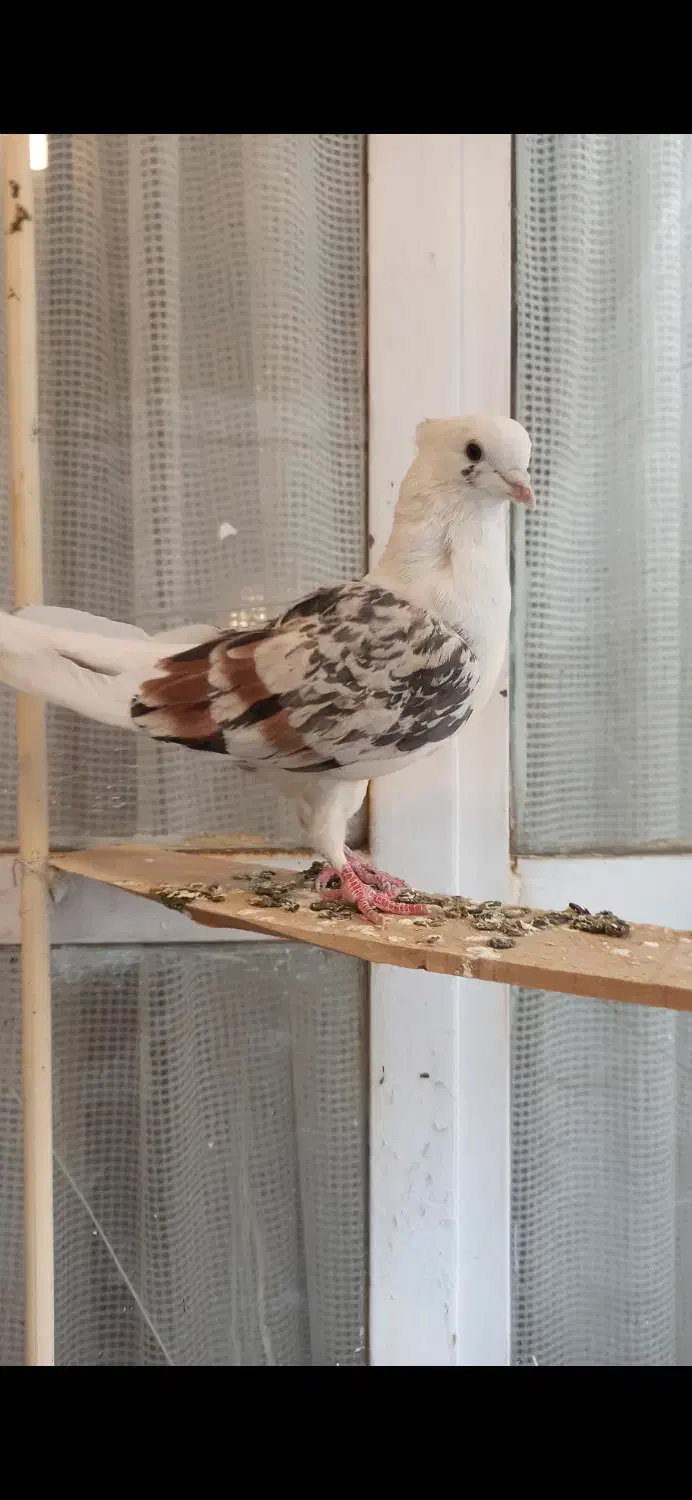 ۸تا کبوتر|پرنده|خرمآباد, |دیوار