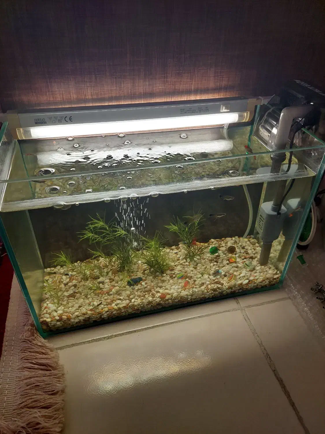 آکواریوم|ماهی|کرمانشاه, |دیوار