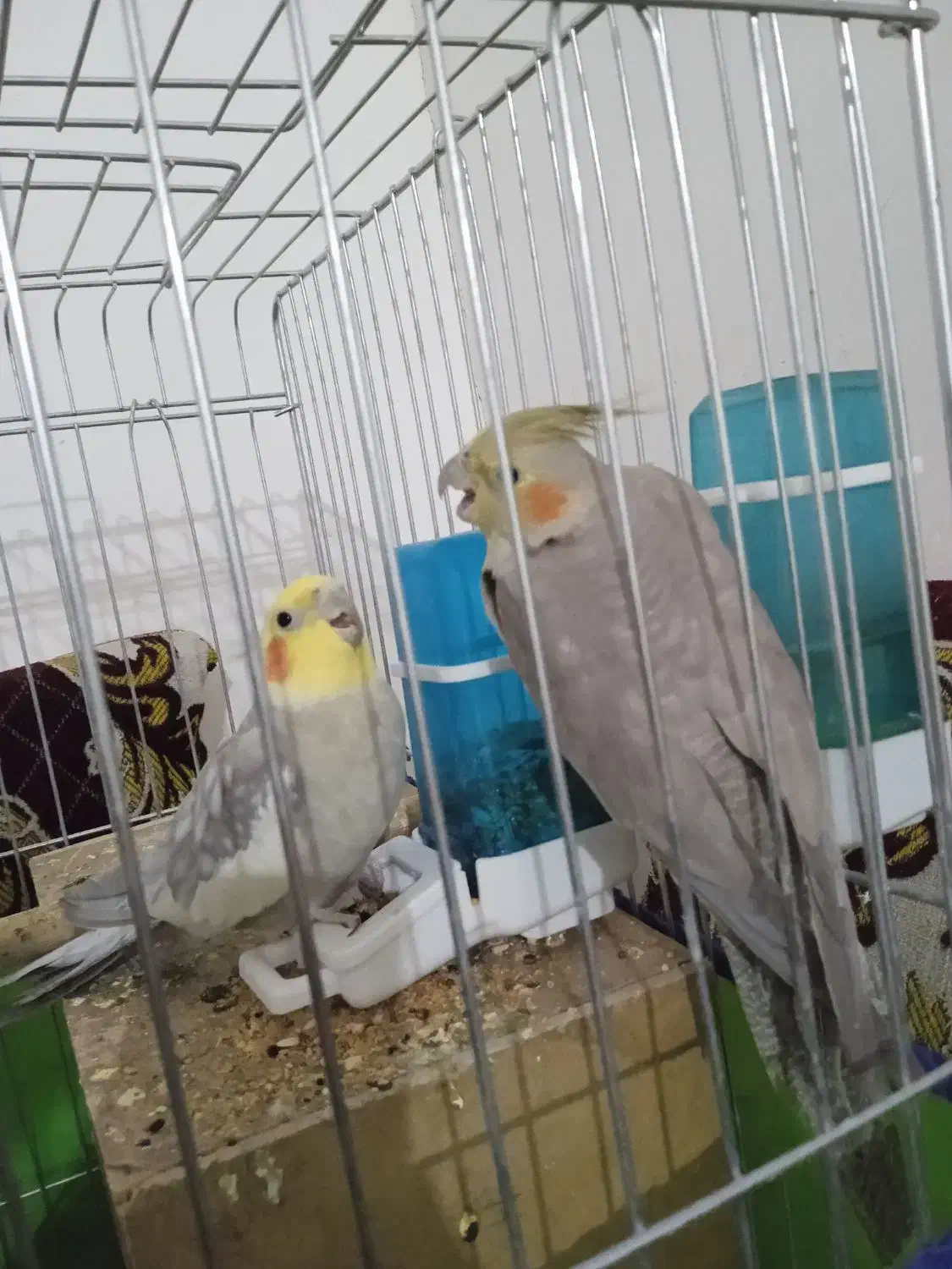 عروس هلندی جفت|پرنده|رزن, |دیوار