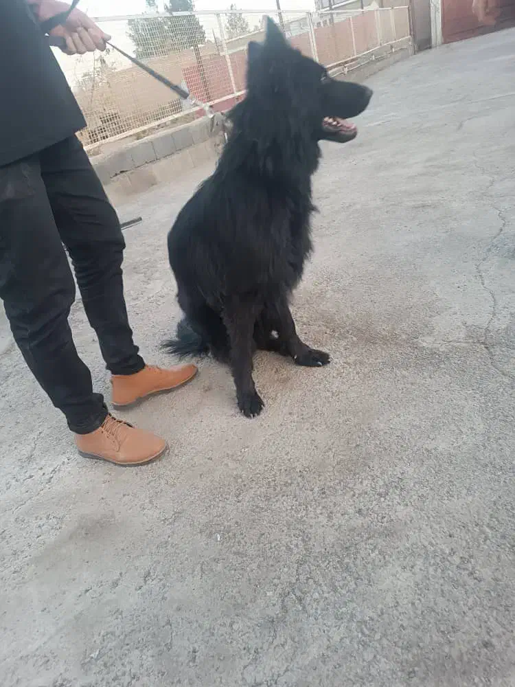 سگ ژرمن شپرد بلک|سگ|مبارکه, |دیوار