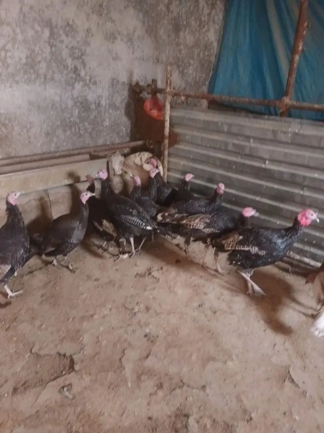 بوقلمون کوردی|حیوانات مزرعه|کامیاران, |دیوار